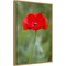 Red Poppy Flower by Richard & Susan Day Danita Delimont 16-in. W x 23-in. H. Canvas Wall Art Print Framed in Natural